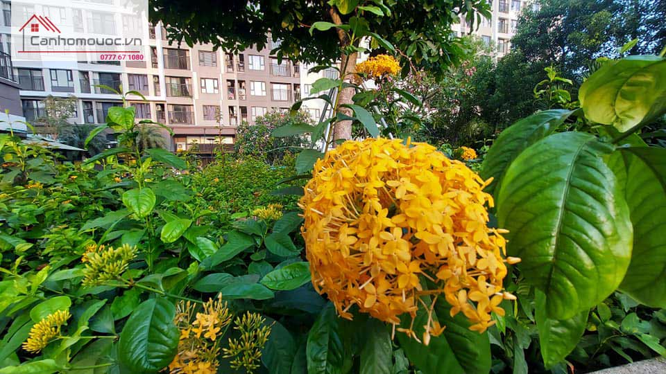 Vườn hoa vàng rực picity high park