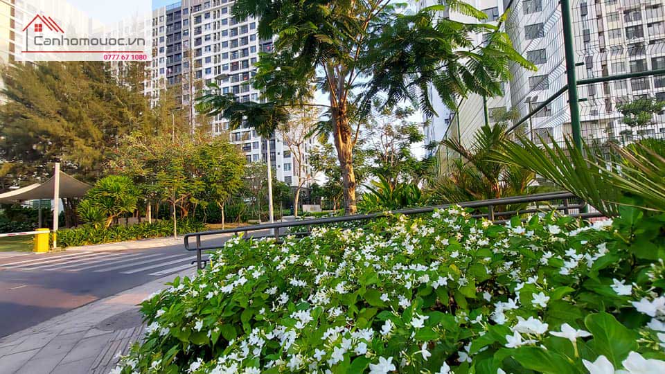 Khu vườn hoa lài - Picity High Park