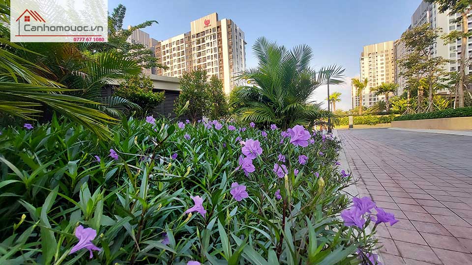 Khu vườn hoa tím - Picity High Park